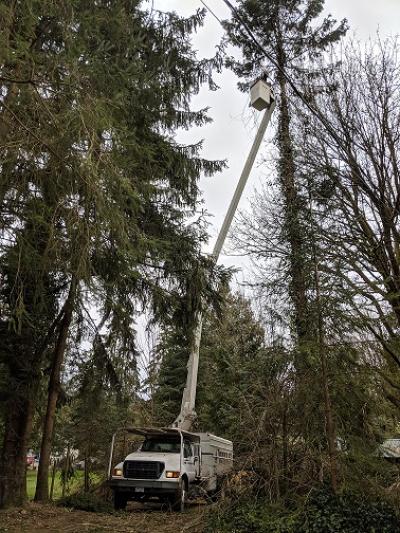 Arborist Services