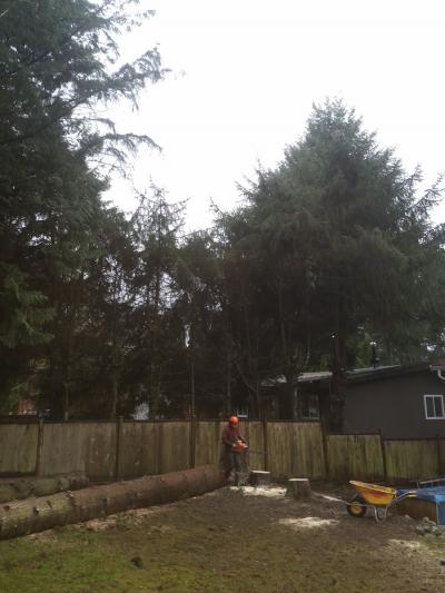 Arborist Services